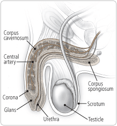 Azospermi ve Erkek Kısırlığı